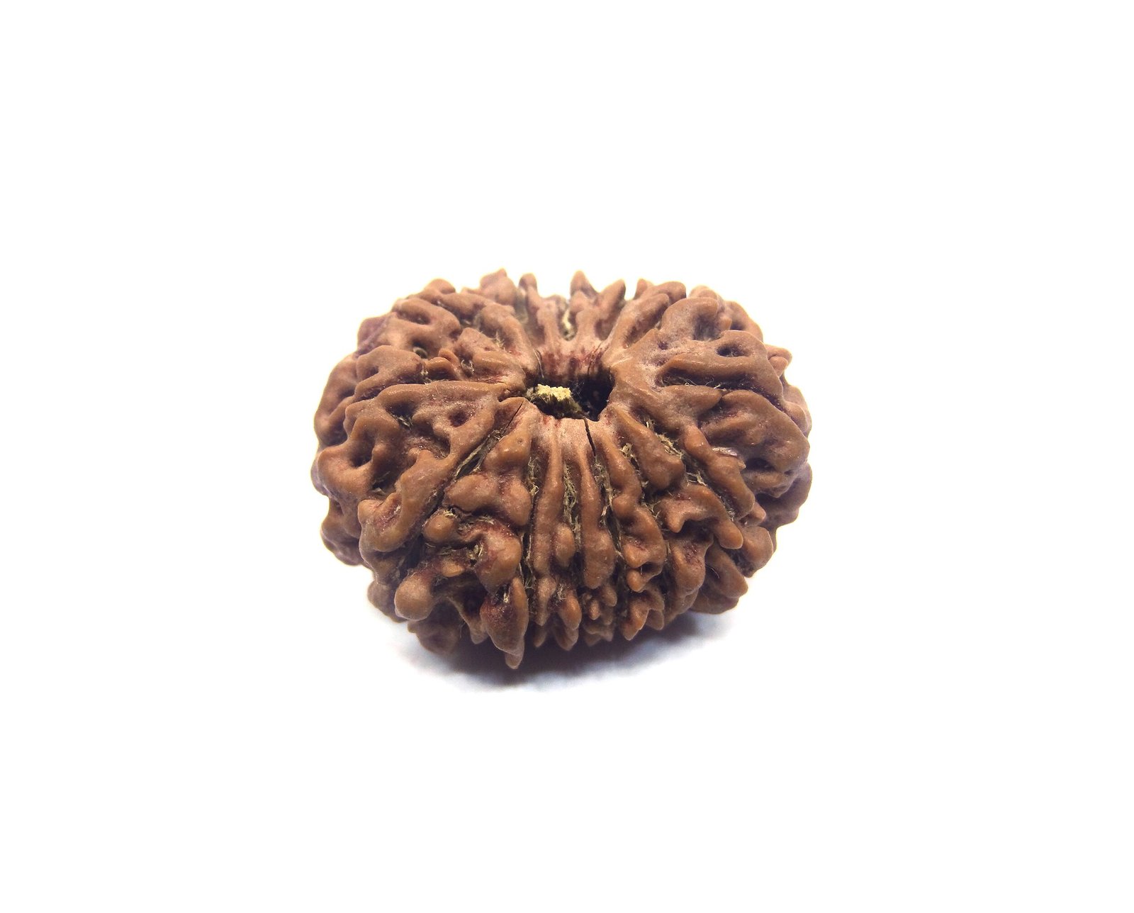 13 Mukhi Rudraksha Nepali Big Size Thirteen Mukhi Rudraksha Nepali Big Size