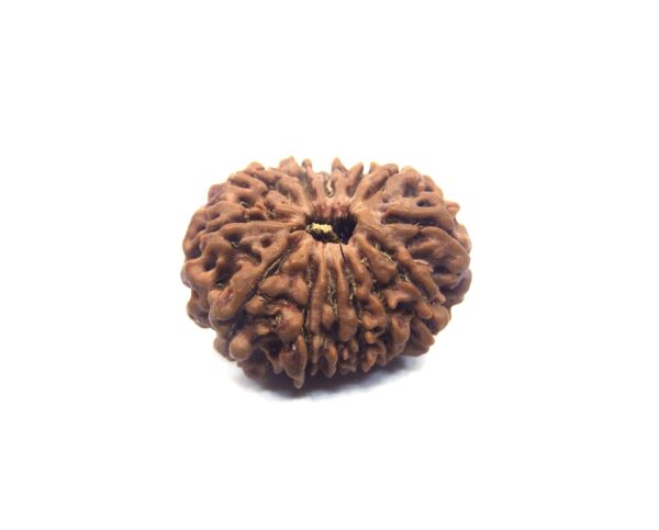 Thirteen Mukhi Rudraksha Nepali Big Size