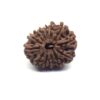 Thirteen Mukhi Rudraksha Nepali Big Size