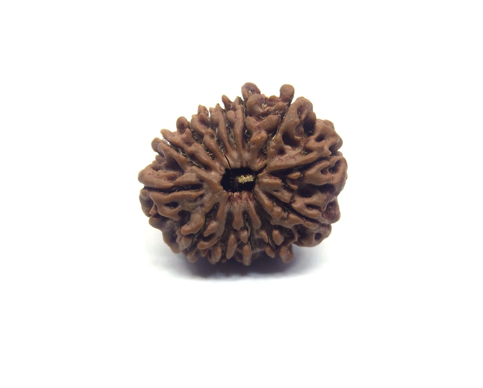 13 Mukhi Rudraksha Nepali Big Size Thirteen Mukhi Rudraksha Nepali Big Size