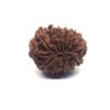 Thirteen Mukhi Rudraksha Nepali Big Size