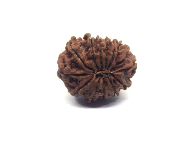 Thirteen Mukhi Rudraksha Nepali Big Size