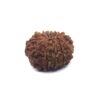 Thirteen Mukhi Rudraksha Nepali Big Size