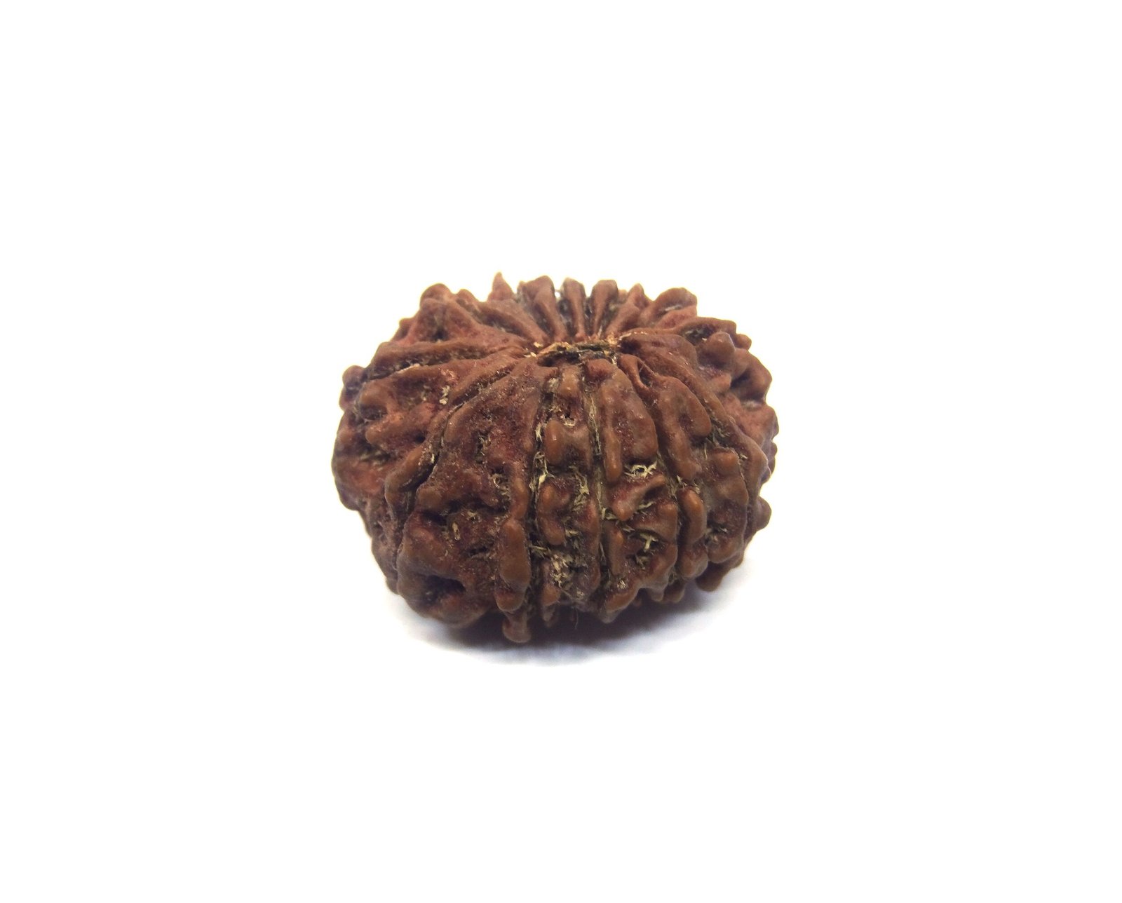 13 Mukhi Rudraksha Nepali Big Size Thirteen Mukhi Rudraksha Nepali Big Size