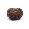 Thirteen Mukhi Rudraksha Nepali Big Size