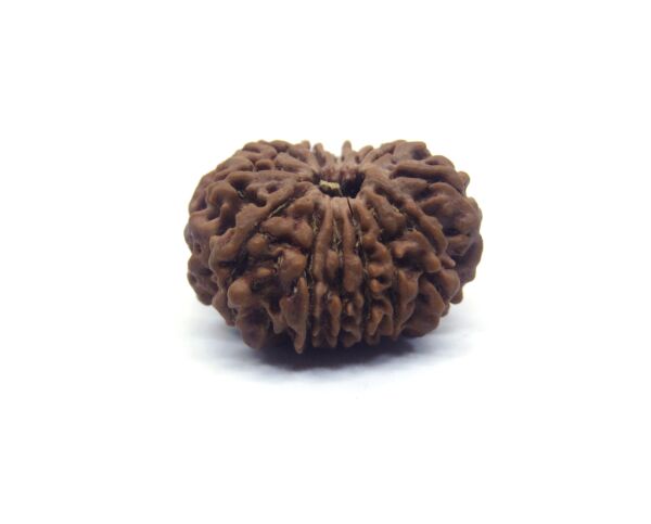 Thirteen Mukhi Rudraksha Nepali Big Size