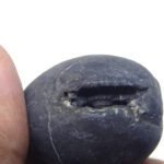Natural Laxmi Narayan  Shaligram Shila ( 97 grams ) approx