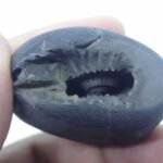 Natural Laxmi Narayan  Shaligram Shila ( 65 grams ) approx