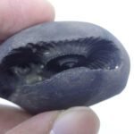 Natural Laxmi Narayan  Shaligram Shila ( 60 grams ) approx