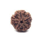 5 Mukhi Nepali Rudraksha ( Big Size ) Lab Certified