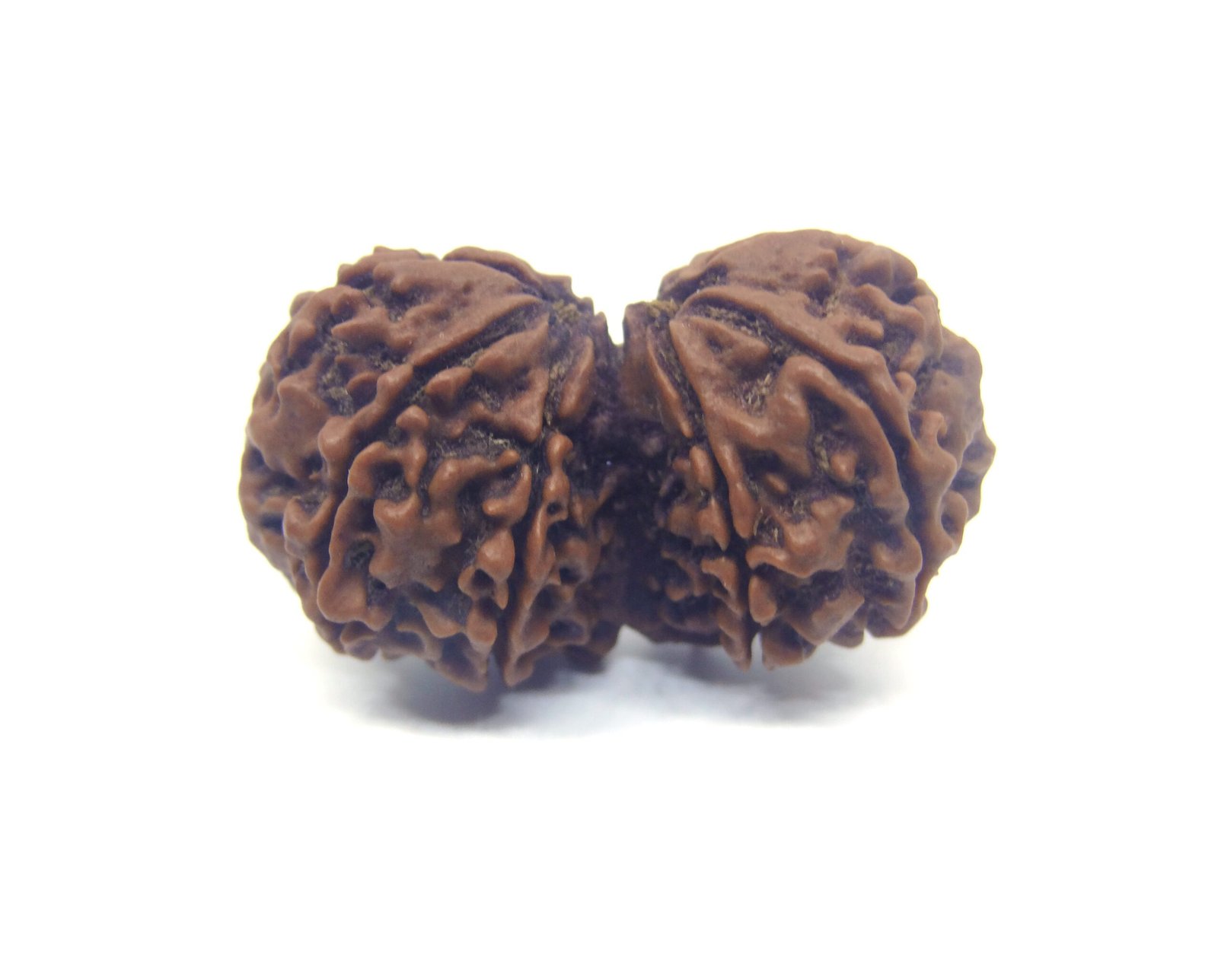 DSC07709.jpg copy Big Size Gauri Shankar Rudraksha