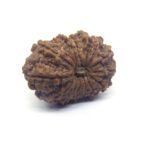 14 Mukhi Rudraksha Nepali ( 30 MM ) Lab Certified