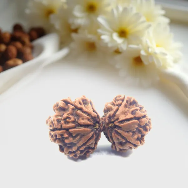 Big Size Gauri Shankar Rudraksha