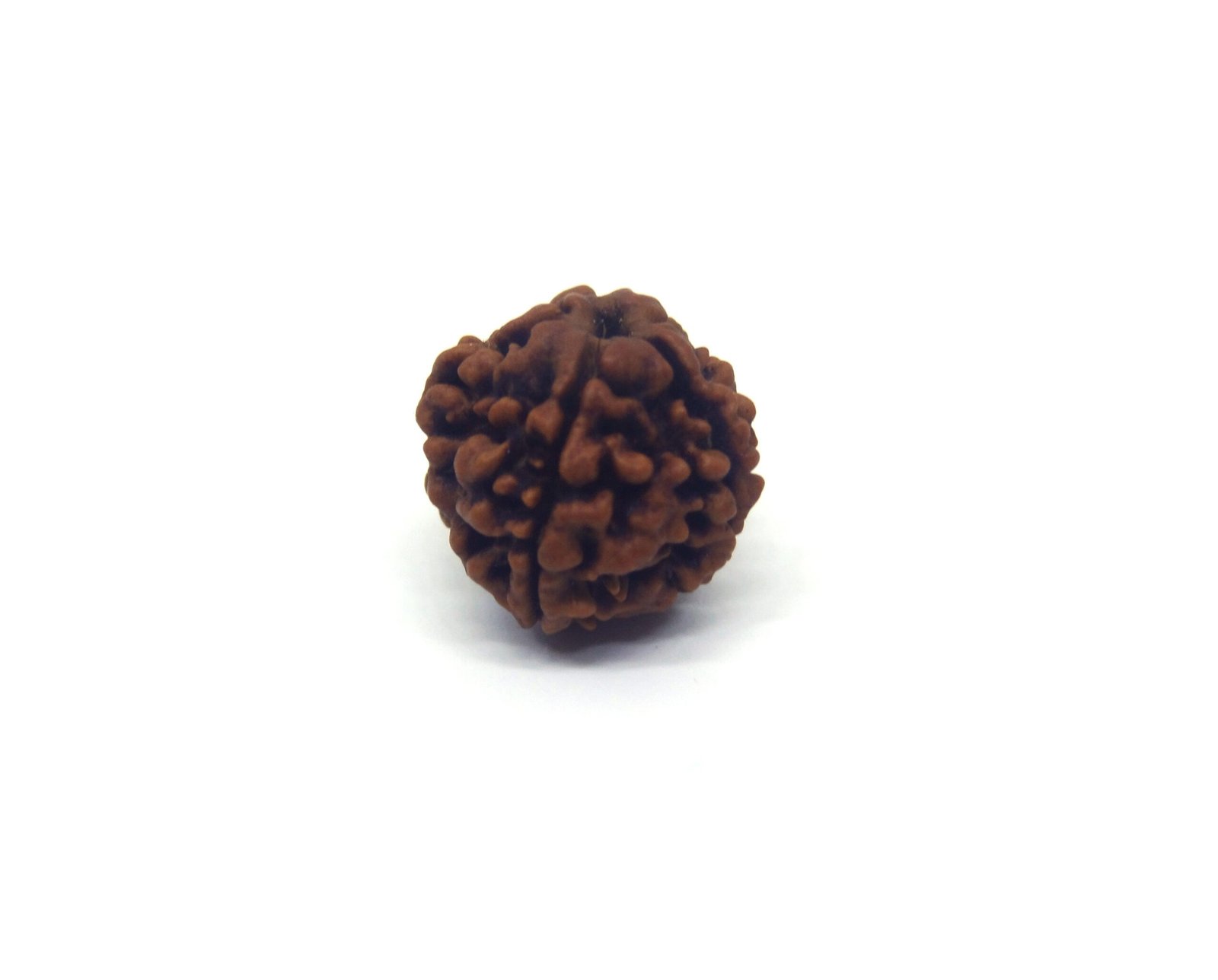 DSC07771.jpg copy 1 Mukhi Sawaar Rudraksha