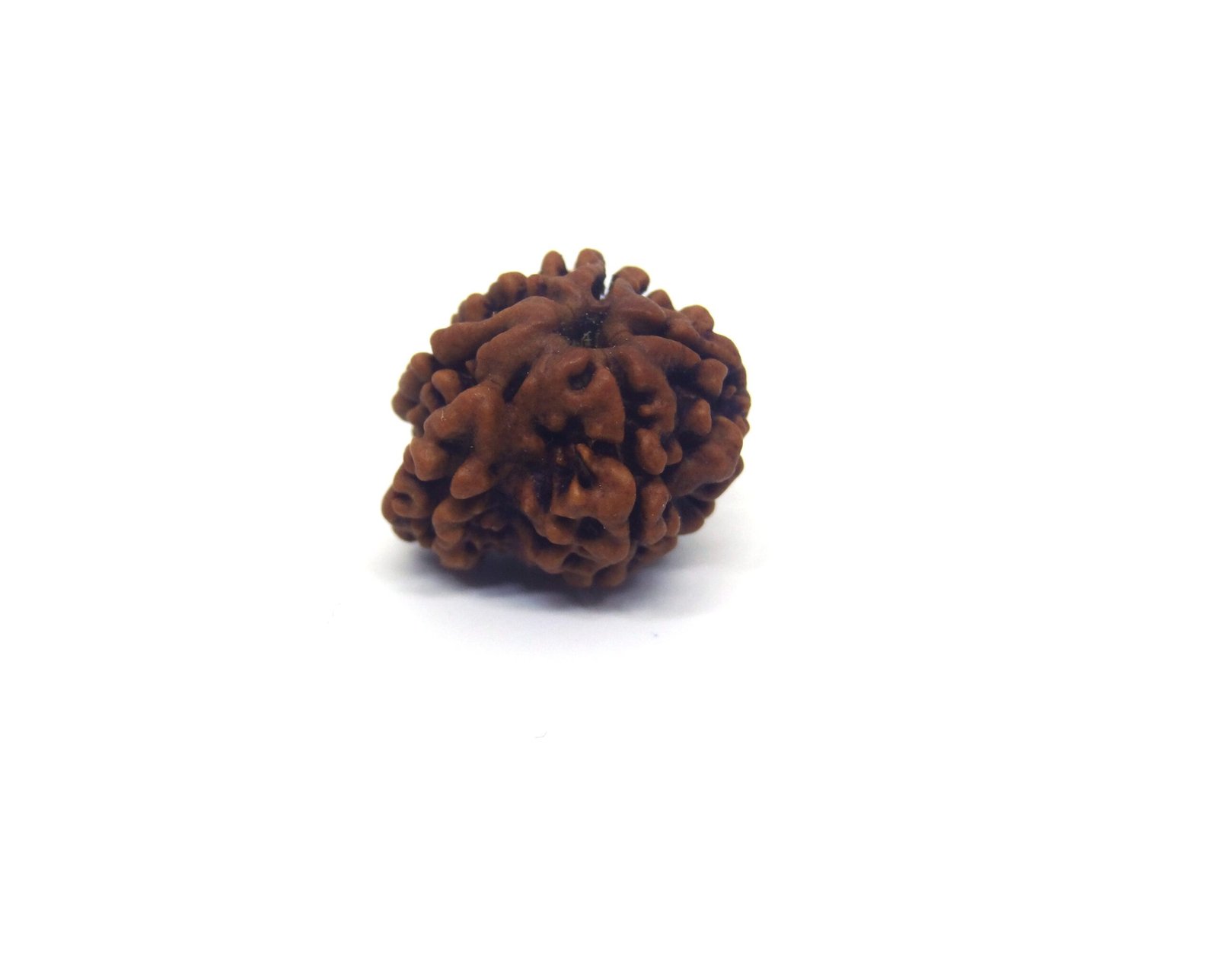 DSC07773.jpg copy 1 Mukhi Sawaar Rudraksha