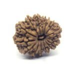 15 Mukhi Rudraksha Nepali ( 32 MM ) approx.