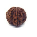 1 Mukhi Rudraksha Round Nepali Lab Certified