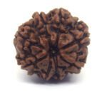 8 Mukhi Rudraksha Nepali ( Big Size )