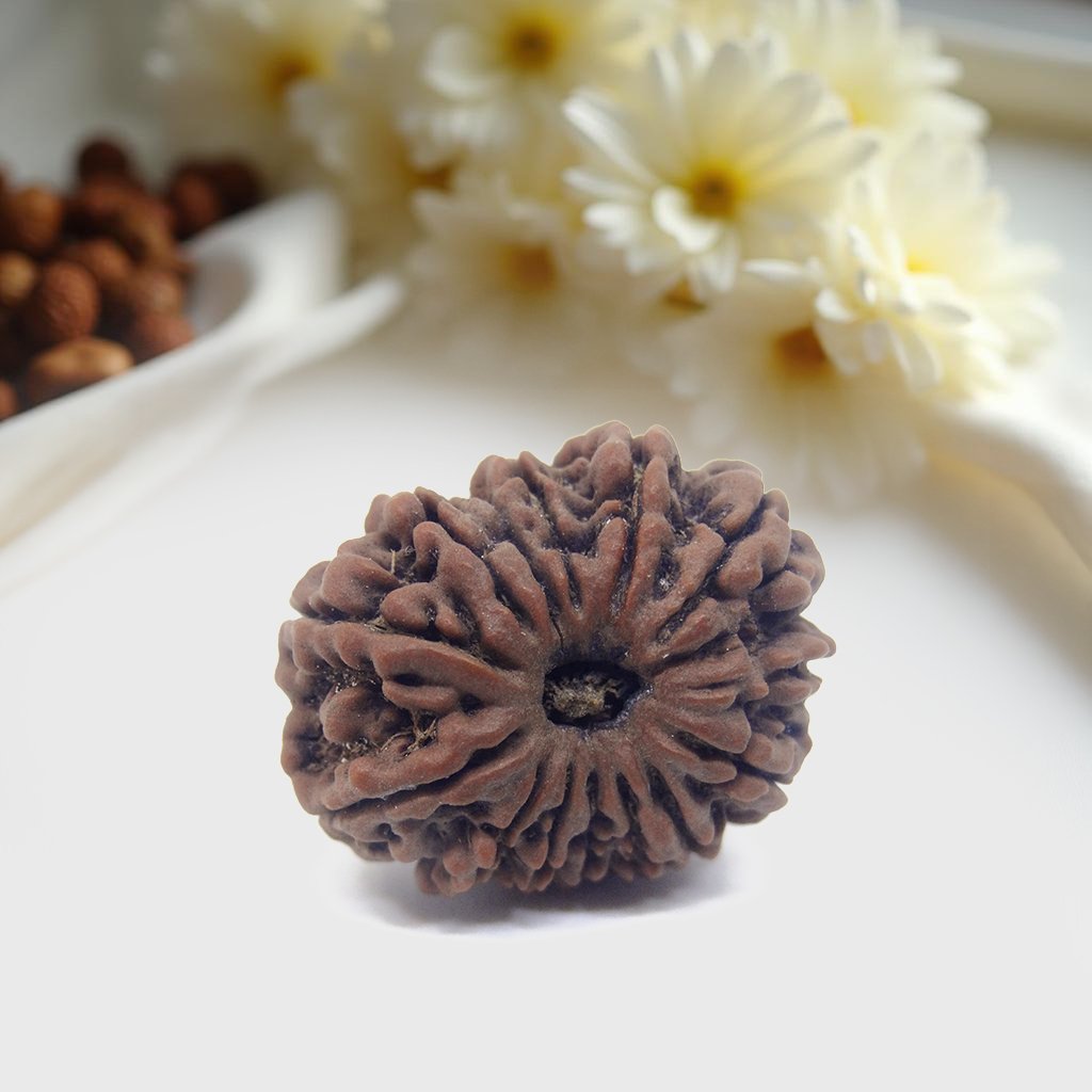 14-Mukhi-Rudraksha