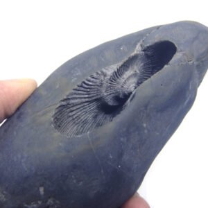 Natural Laxmi Narayan  Shaligram Shila ( 832 grams ) approx