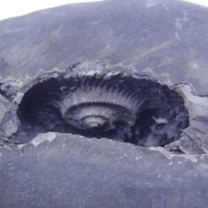 Natural Laxmi Narayan  Shaligram Shila ( 1124 grams ) approx