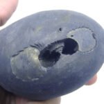 Natural Laxmi Narayan  Shaligram Shila ( 557 grams ) approx