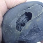 Natural Laxmi Narayan  Shaligram Shila ( 370 grams ) approx