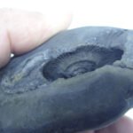Natural Laxmi Narayan  Shaligram Shila ( 358 grams ) approx