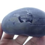 Natural Laxmi Narayan  Shaligram Shila ( 263 grams ) approx
