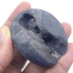 Natural Laxmi Narayan  Shaligram Shila ( 123 grams ) approx