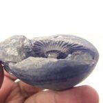 Natural Laxmi Narayan  Shaligram Shila ( 108 grams ) approx