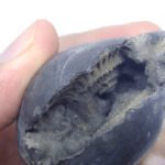 Natural Laxmi Narayan  Shaligram Shila ( 101 grams ) approx