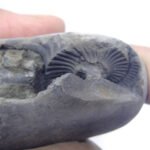 Natural Laxmi Narayan  Shaligram Shila ( 83 grams ) approx