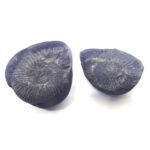 Natural Chakra Shaligram Shila 60 grams